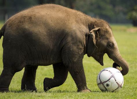 20 Funny Animals Playing Soccerfootball 20 Pics ~ I Love Funny