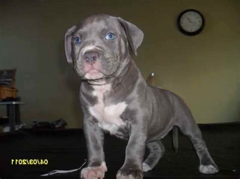 Or advertise your pit bull terrier puppies for free. American Pitbull Terrier For Sale Near Me | PETSIDI