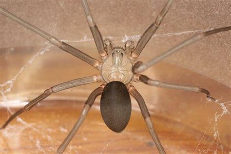 Blog Costa Mesa Property Owners Ultimate Guide To Brown Recluse Spiders