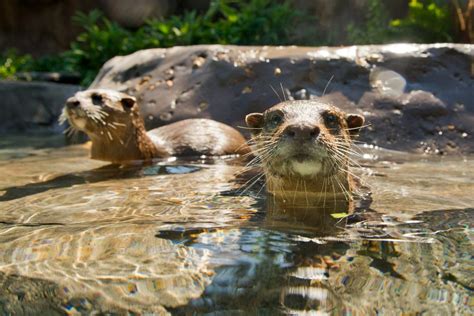 5 Best Places To Swim With Otters Daring Planet