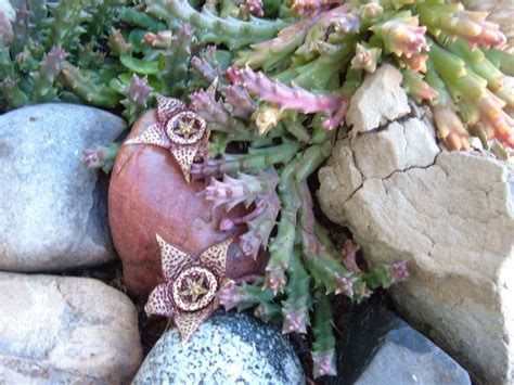 Starfish Succulent Seedsover 100 Seeds From The Seed Pods