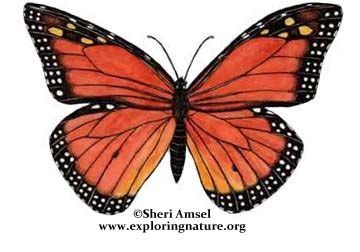 Butterfly (Monarch) Life Cycle | Ciclo de vida de la mariposa, Mariposa ...