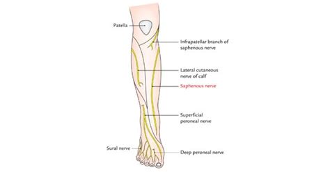 The Saphenous Nerve Symptoms And Surgical Anatomy