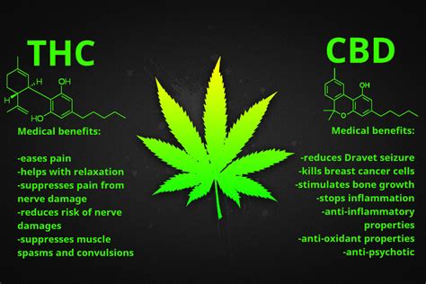 Cbd And Thc Whats The Difference In Both Of Them Cbd Oil
