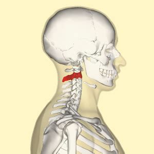 The atlas (c1) pivots on the axis of the dens, making it a unique type of joint compared to the other vertebral joints. Axis - Physiopedia