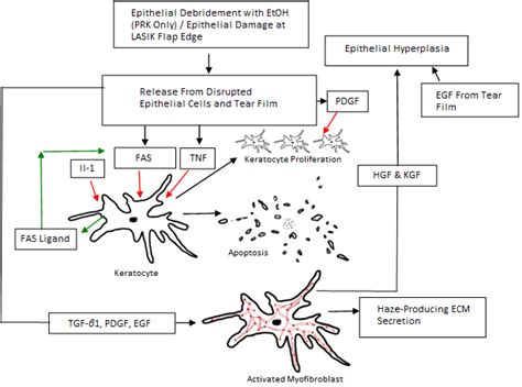 Overview Of The Wound Healing Pathways Relevant To Refractive