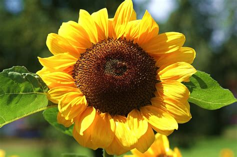 Ini adalah tumbuhan semusim dari suku kenikir (asteraceae) yang sangat populer diketahui sebagai tanaman hias. Gambar : alam, mekar, menanam, daun bunga, berkembang ...