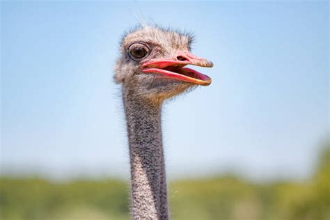 Ostrich Head In Ground Stock Photos Pictures And Royalty Free Images