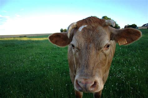 Brown Cattle Cow Field Meadow Hd Wallpaper Wallpaperbetter