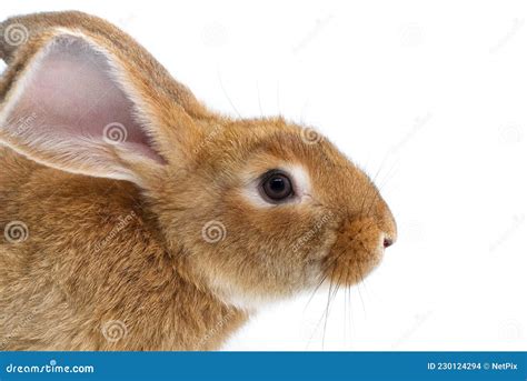 Rabbit Head Profile Over A White Background Stock Photo Image Of