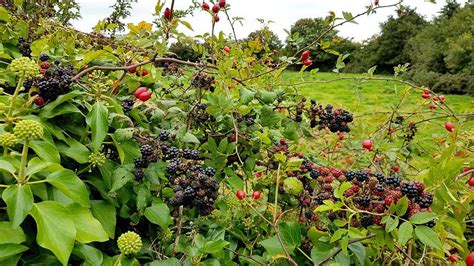 Cultivating Wild Berries As Edible Hedges Berry Plants Hedges