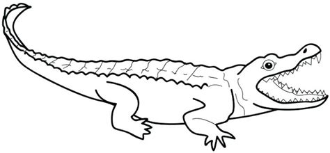 Alligator gars are massive apex predators of freshwater areas. Caiman Coloring Page at GetDrawings | Free download