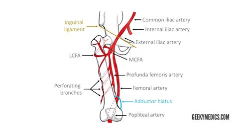Femoral Artery Branches Anatomy Anatomy Structure