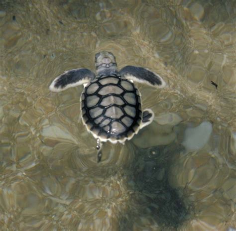Sea Turtles — Reef Catchments