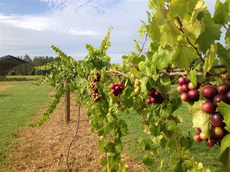 Fruit Tree Options for the Florida Panhandle | Gardening in the Panhandle