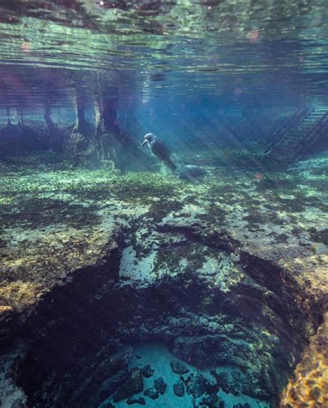 Ginnie Springs Its Manatee Appreciation Day This
