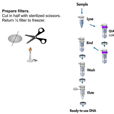Карусель назад следующее в карусели. DNA Extraction from Filters using QIAgen DNeasy and ...