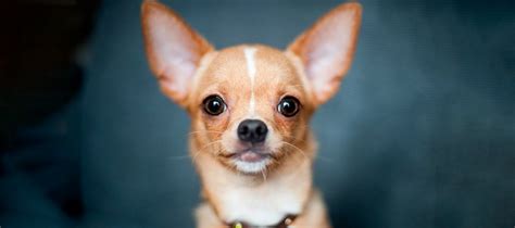 Chihuahua Cabeza De Venado Todo Lo Que Debes Saber Perro Blog