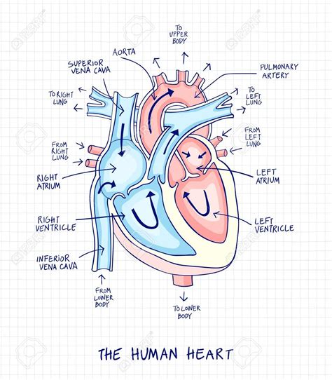 Sketch Of Human Heart Anatomy Line And Color On A Checkered Background