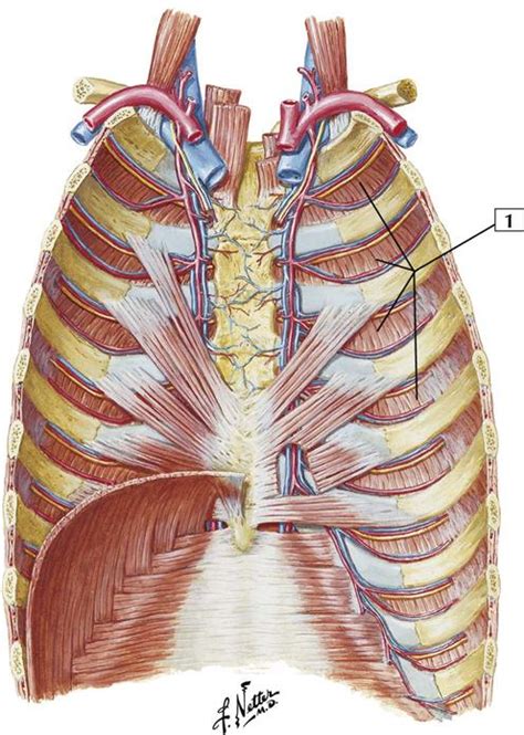 The rib cage is formed by the sternum, costal cartilage, ribs, and the bodies of the thoracic during normal breathing, the major inspiratory muscles produce rib cage expansion and a downward. Posterior Rib Cage Muscles : Introduction Anatomy Thoracic ...