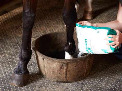How To Soak Wrap And Bandage Your Horses Hoof