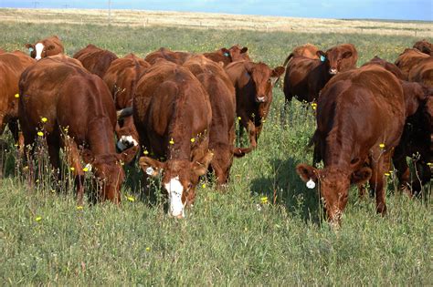 Beef Farming Into The Outdoorsinto The Outdoors