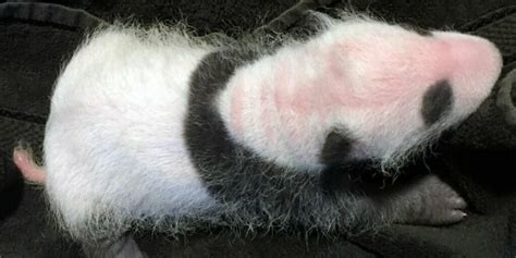 National Zoos Baby Panda Gets First Checkup Wtop
