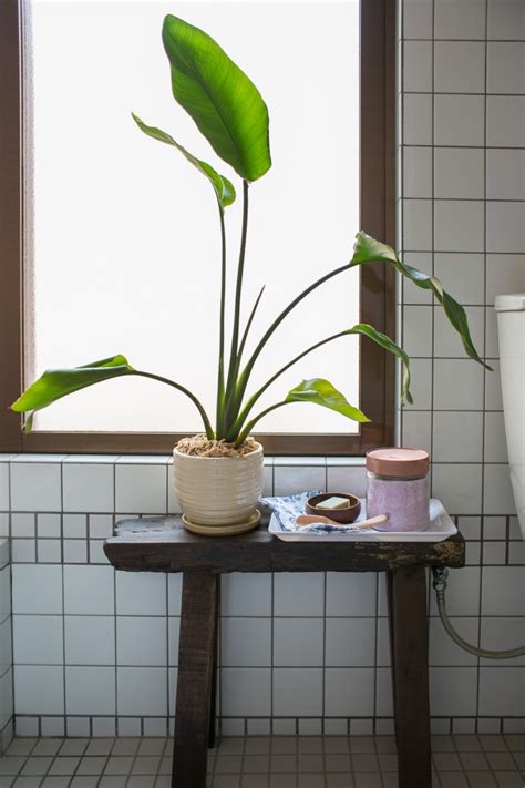 The Best Bathroom Plants For No Light Or Low Light Up To Date