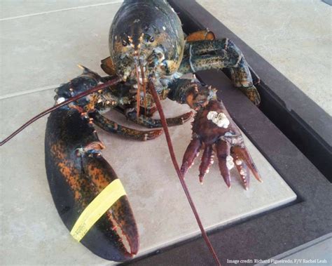 Six Clawed Mutant Lobster Goes Viral — And Goes On Display In Maine