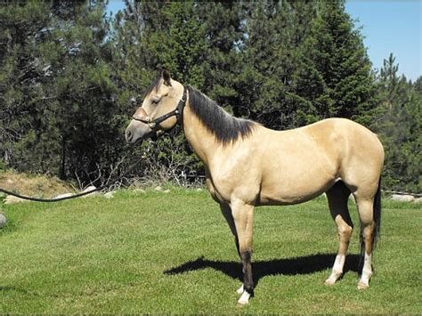 These buckskin horse names are awesome! Beautiful Buttermilk Buckskin - Paint Horse for Sale in Sedro-Woolley, WA