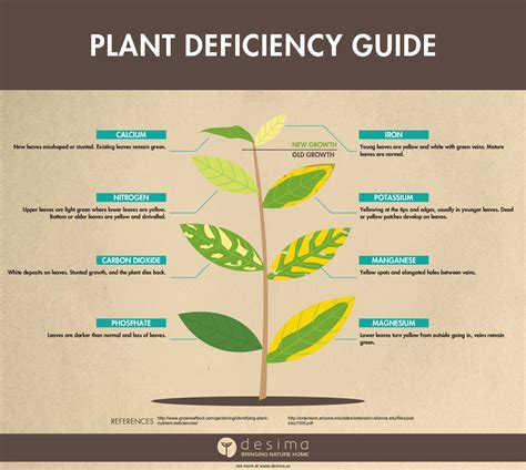Tomato plants can develop a number of diseases throughout their lifecycle, ranging from bacterial and viral then, inspect the plant stem and tomatoes themselves to narrow down the possibilities further. IDENTIFYING PLANT NUTRIENT DEFICIENCIES - Desima