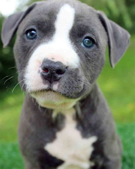Cute Pitbull Puppies Wallpapers On Wallpaperdog