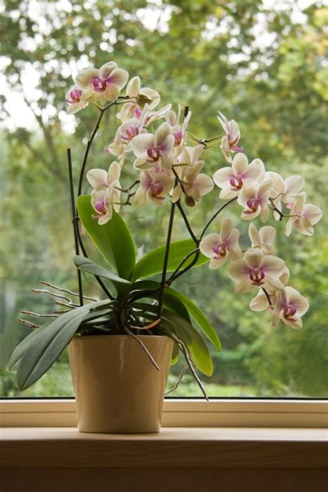 Growing and propagating cacti is relatively easy to do and can be quite rewarding. 7 Practical Tips for Growing Orchids Successfully ...
