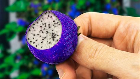 Strangest Hybrid Fruits In The World Youtube