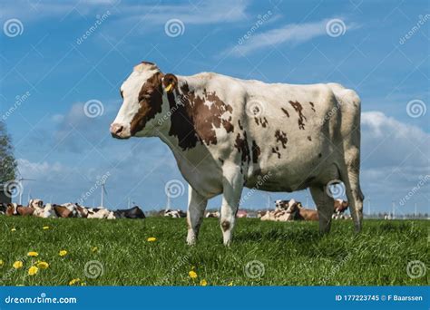 Dutch Cows In The Meadow During Spring In The Netherlands At Noordoostpolder Flevoland Black
