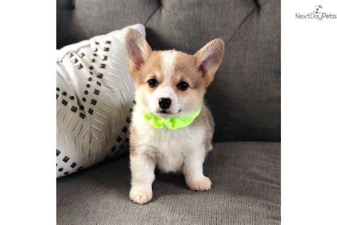 Savings will automatically reflect in cart on qualifying item upon enrollment in autoship. Corgi puppy for sale near Little Rock, Arkansas. | 89ae5b0a-8521