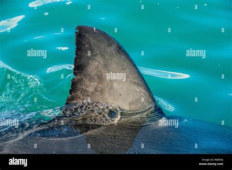 Shark Fin Above Water Hi Res Stock Photography And Images Alamy