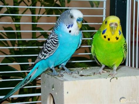 Check spelling or type a new query. صور طيور حب , اجمل صور لطيور الكنارى - احضان الحب