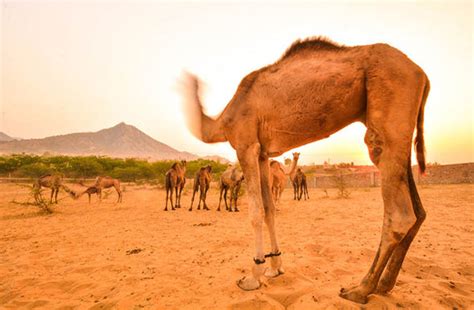 The food that camels eat depend on whether they are domesticated. Camel looks like it has lost its head in optical illusion ...