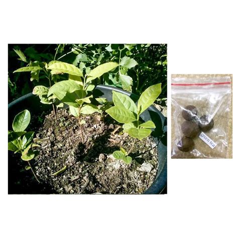 Green Tea Plant Seeds Camellia Sinensis Lazada Ph