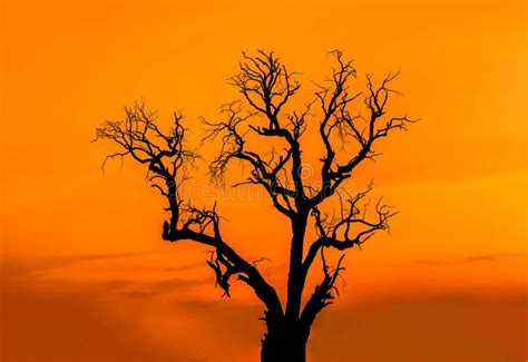 Silhouette Dead Tree On The Sunset Stock Image Image Of Time