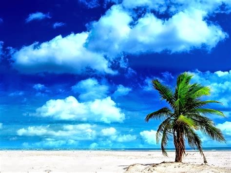 lato wakacje plaża palmy piasek morze tropiki fajne