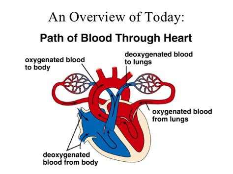Pathway of blood