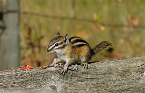 Tiny Chipmunk Ground Squirrel Stock Photo Download Image Now Animal