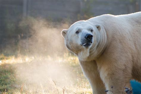 Meet The Bears Visit The Polar Bear Habitat In Cochrane Ontario