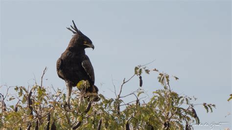 Expert Guides For Birding In The Gambia Gambia Birding Tours