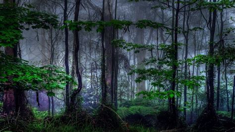 Dark Forest Wallpapers Top Những Hình Ảnh Đẹp