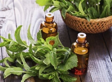 Some proponents claim that peppermint essential oil can stimulate hair growth and fight hair loss. Peppermint Essential Oil Treats Hair Loss - Botanical ...