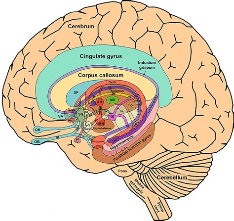 The Limbic System The Science Of Psychotherapy