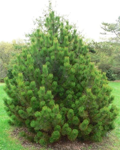 The rather remarkable bosnian pine represents a plant species known for the distinctiveness of its seed cones. PlantFiles Pictures: Bosnian Pine 'Compact Gem' (Pinus ...